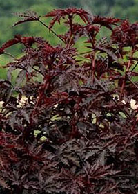 Hibiscus 'Mahogany Splendor'